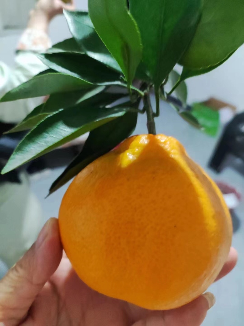 丑八怪