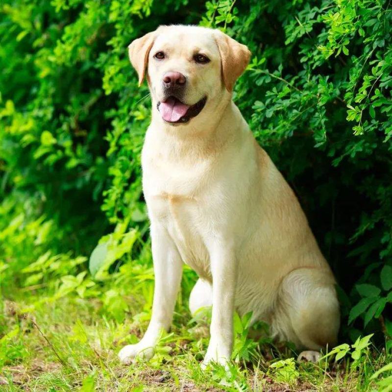 拉布拉多犬，幼犬