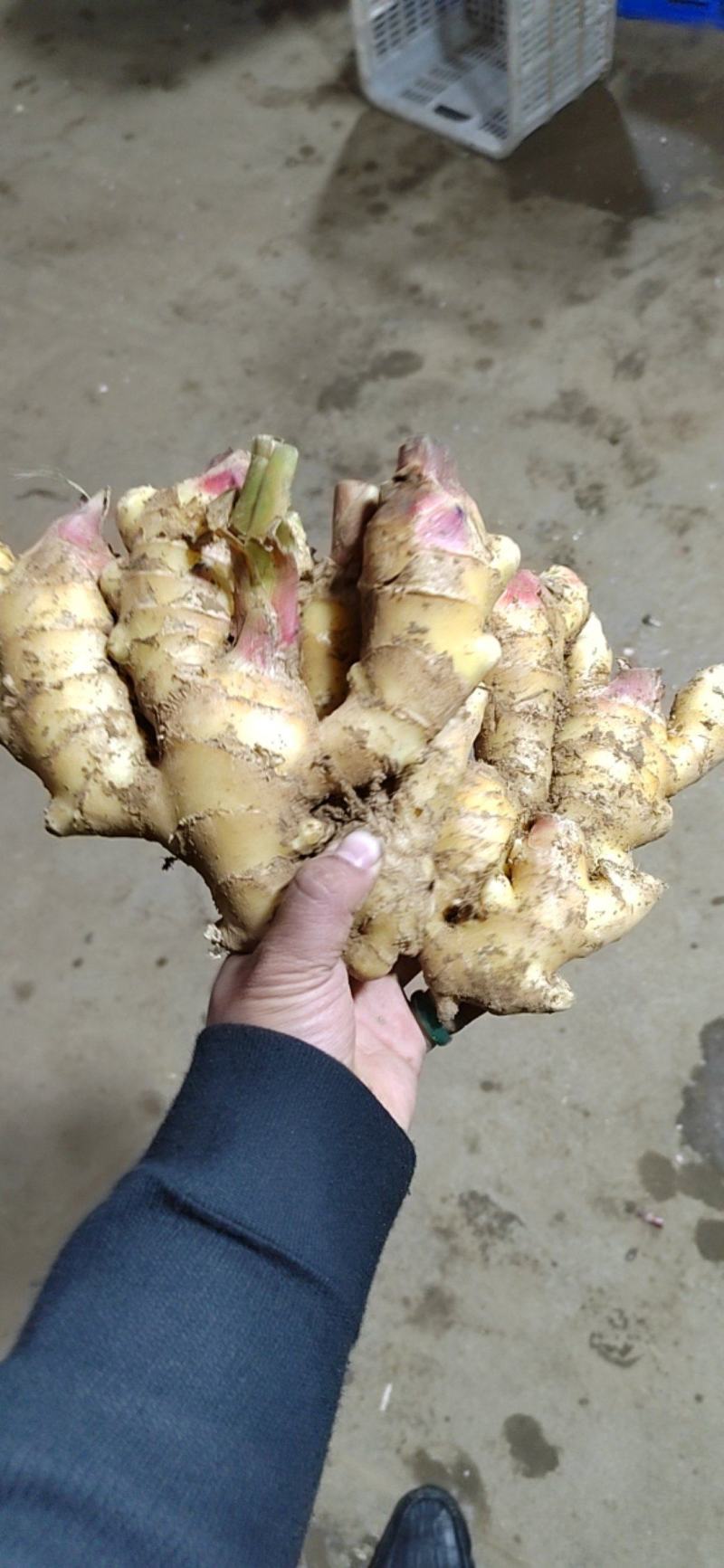 山东产地红芽大黄姜新姜块头大质量好质量有保障