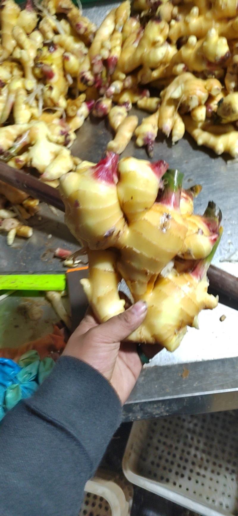 山东产地红芽大黄姜新姜块头大质量好质量有保障