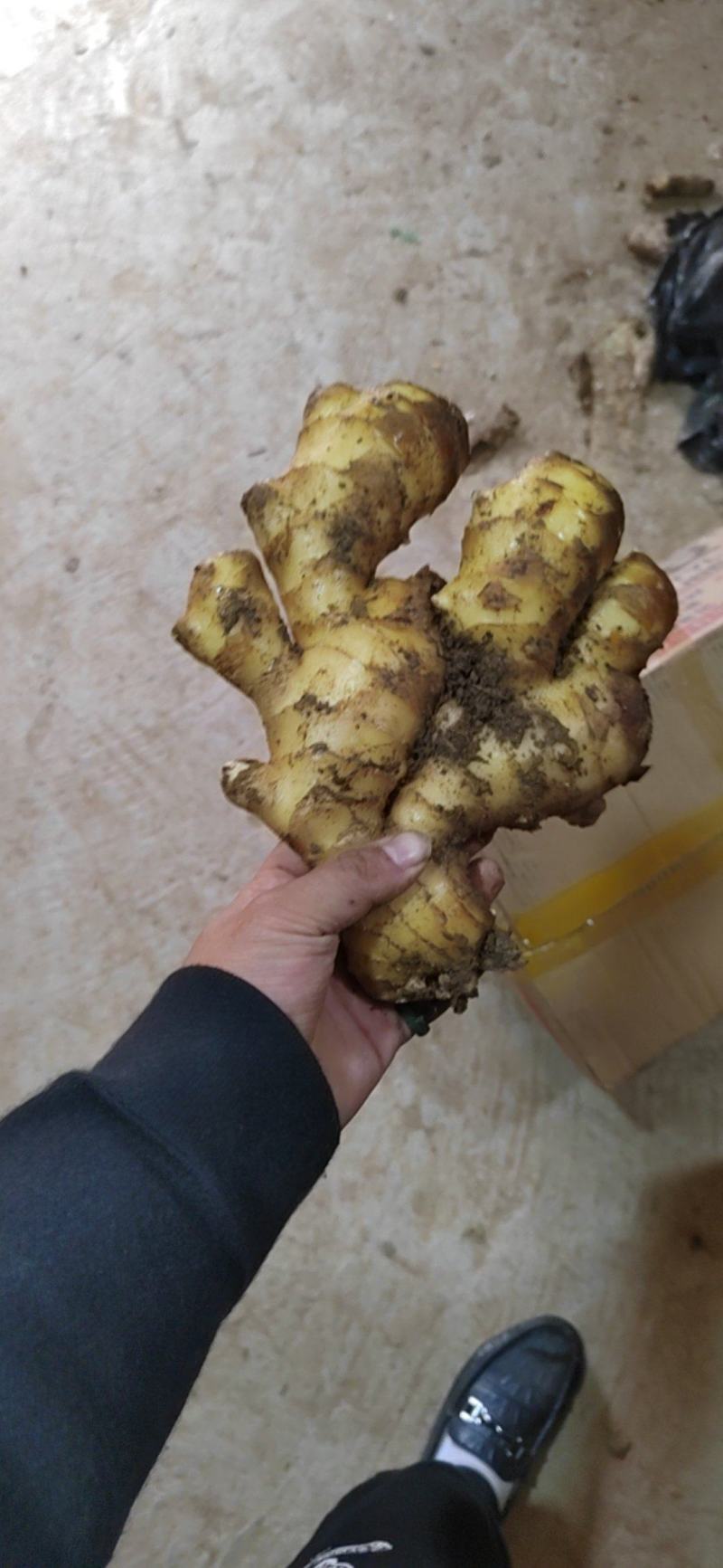 山东产地红芽大黄姜新姜块头大质量好质量有保障