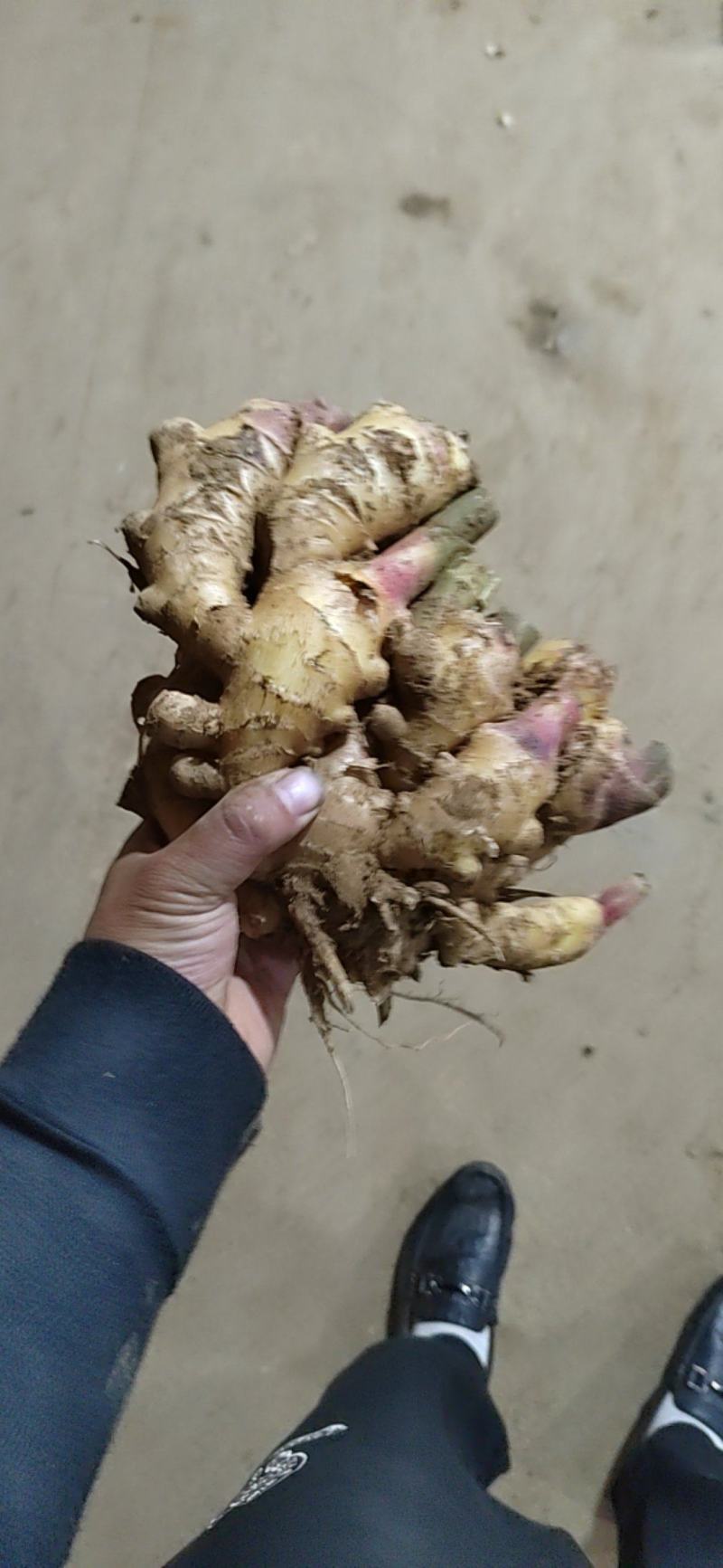 山东产地红芽大黄姜新姜块头大质量好质量有保障
