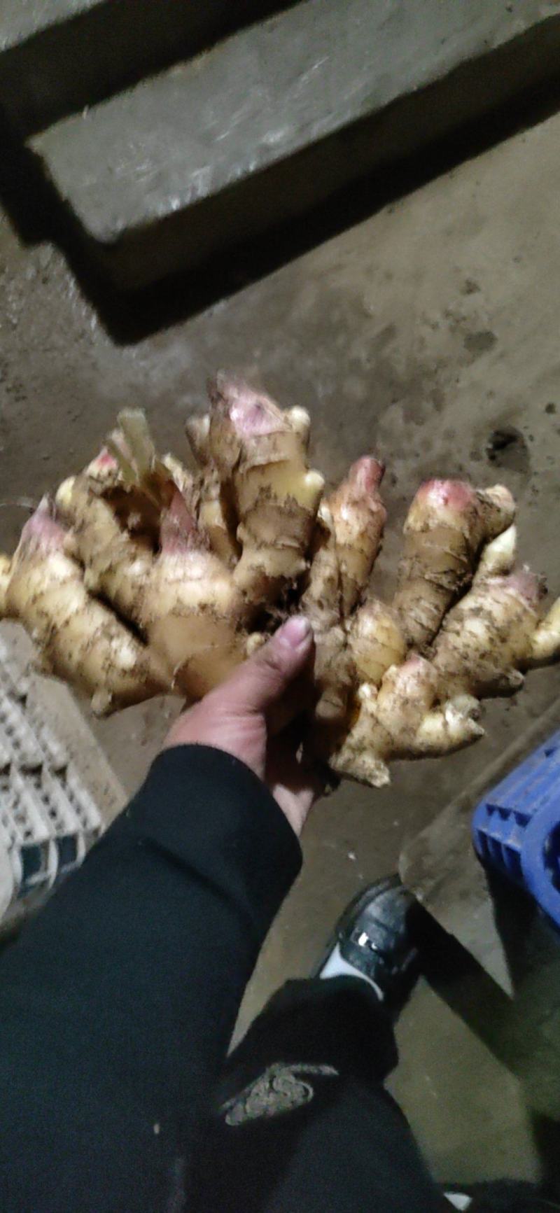 山东产地红芽大黄姜新姜块头大质量好质量有保障