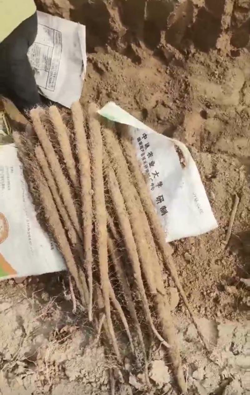 麻山药