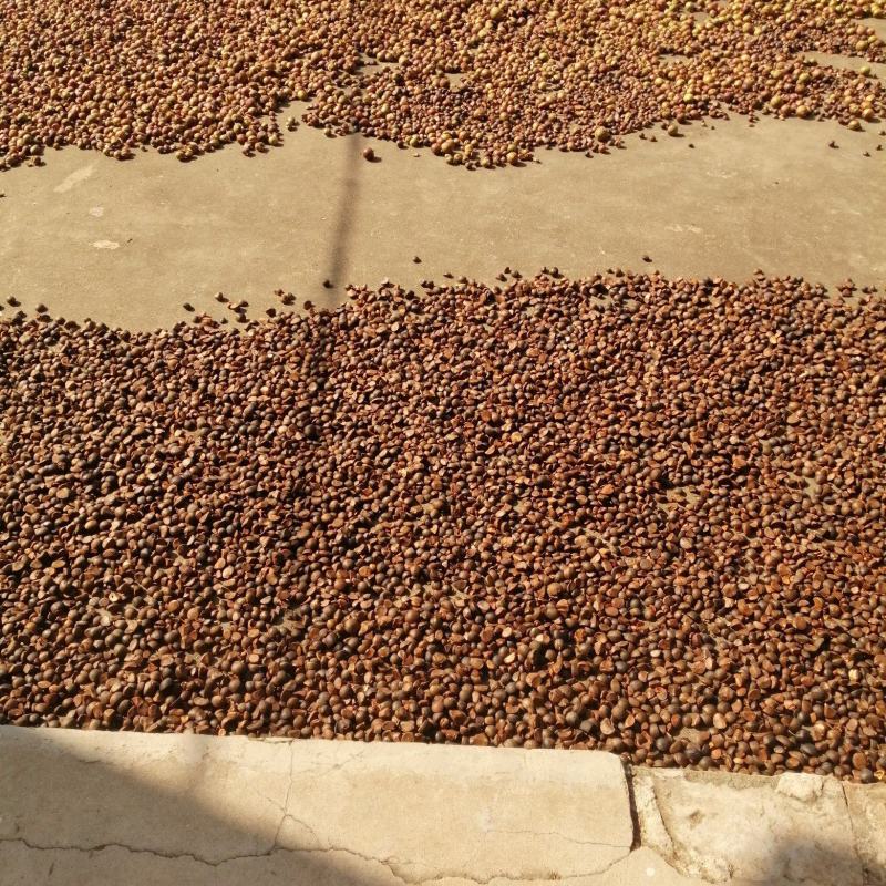 茶油