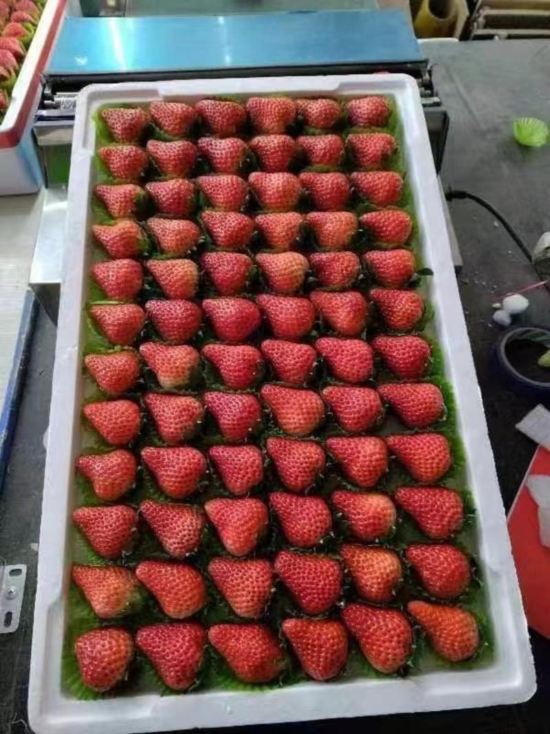 徐州草莓奶油草莓刚刚上市甜草莓，代发全国批发市场团购