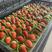 徐州草莓奶油草莓刚刚上市甜草莓，代发全国批发市场团购