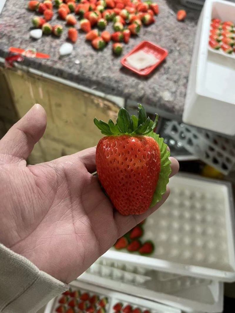 《红颜草莓》徐州草莓支持代发大量上市规格齐全欢迎采购