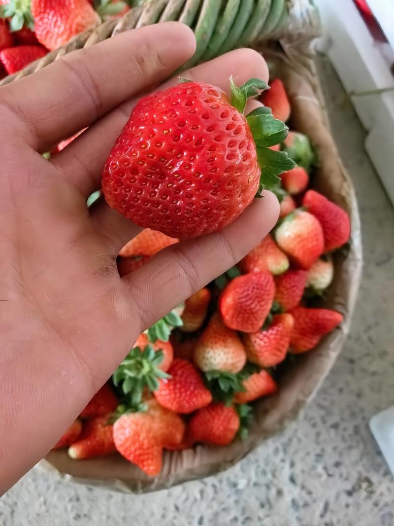 【天仙醉】安徽天仙醉草莓，果型大口感甜美，欢迎选购