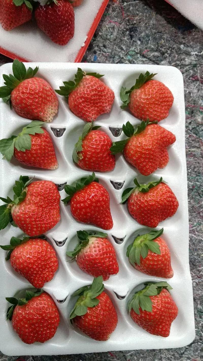 《宁玉草莓》徐州宁玉草莓支持代发社区团购电商市场批发