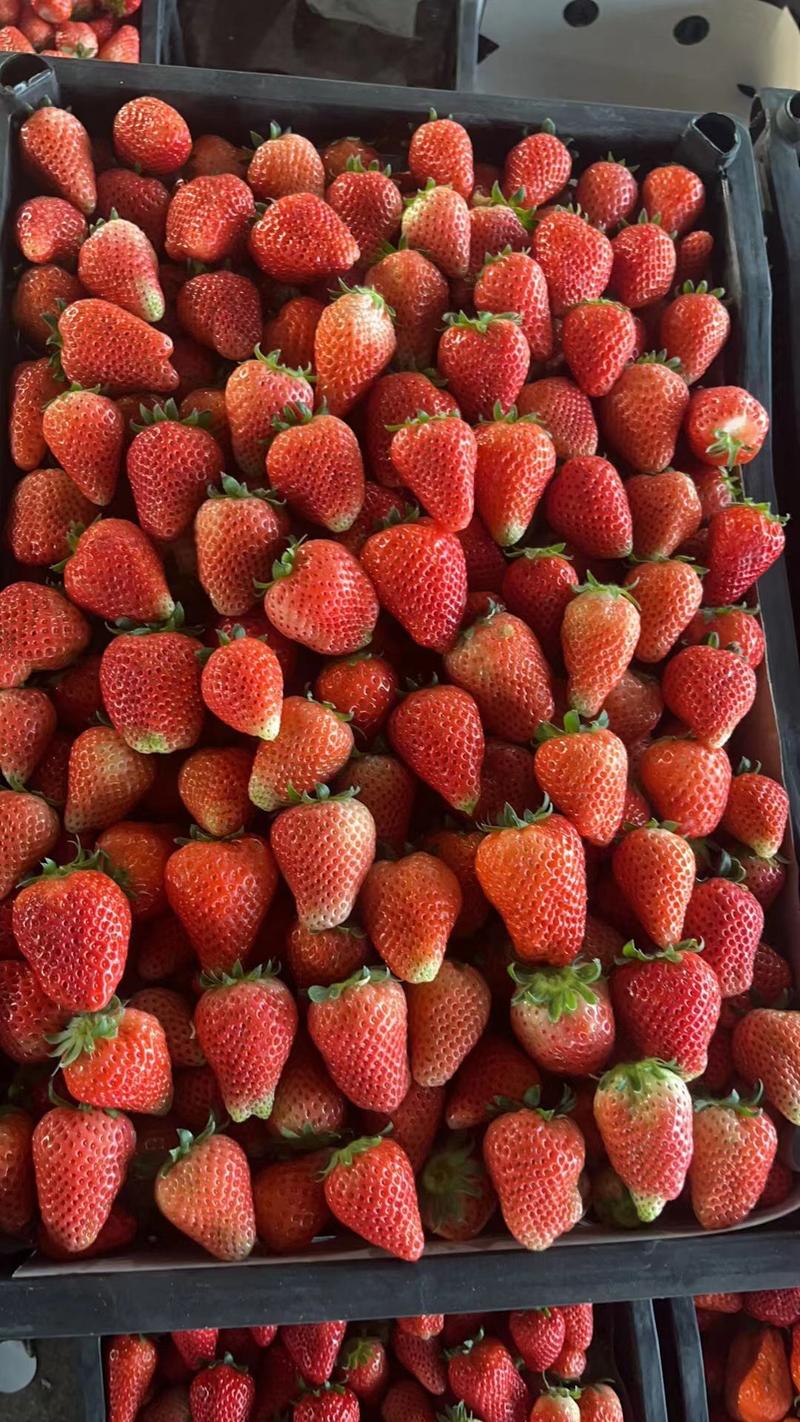 《宁玉草莓》徐州宁玉草莓支持代发社区团购电商市场批发