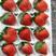 《妙香草莓》徐州草莓货源稳定量大优惠支持代发全国