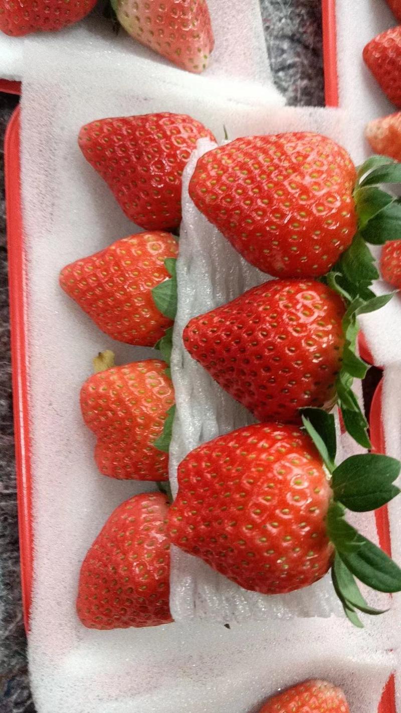 妙香草莓徐州草莓长期供货量大优惠支持任何包装