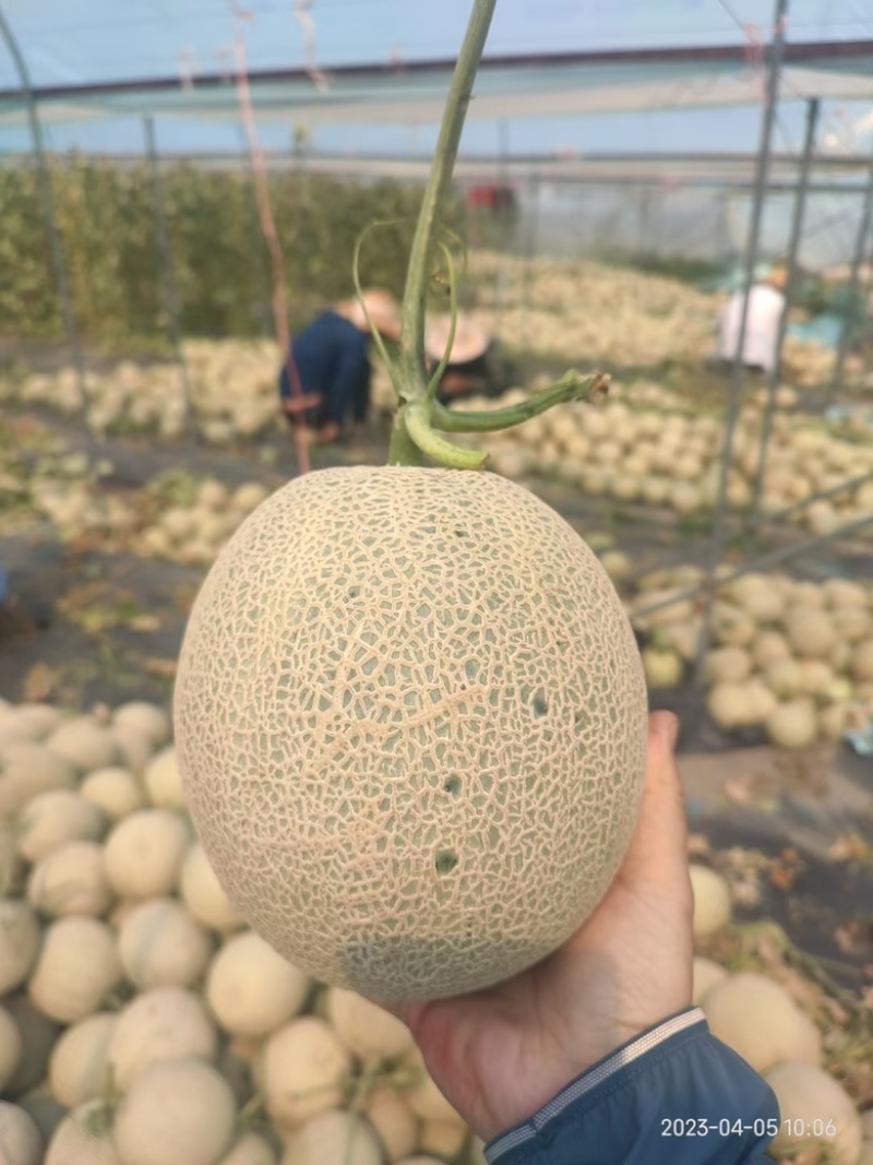 【优选】海南玫珑绿宝蜜瓜产地直发-量大从优-价格优惠