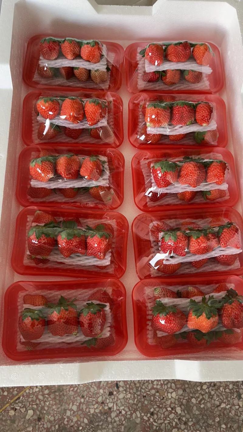 【宁玉奶油草莓】徐州宁玉草莓长期供货支持视频看货代发