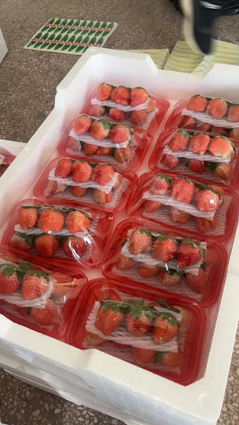 【宁玉奶油草莓】徐州宁玉草莓长期供货支持视频看货代发