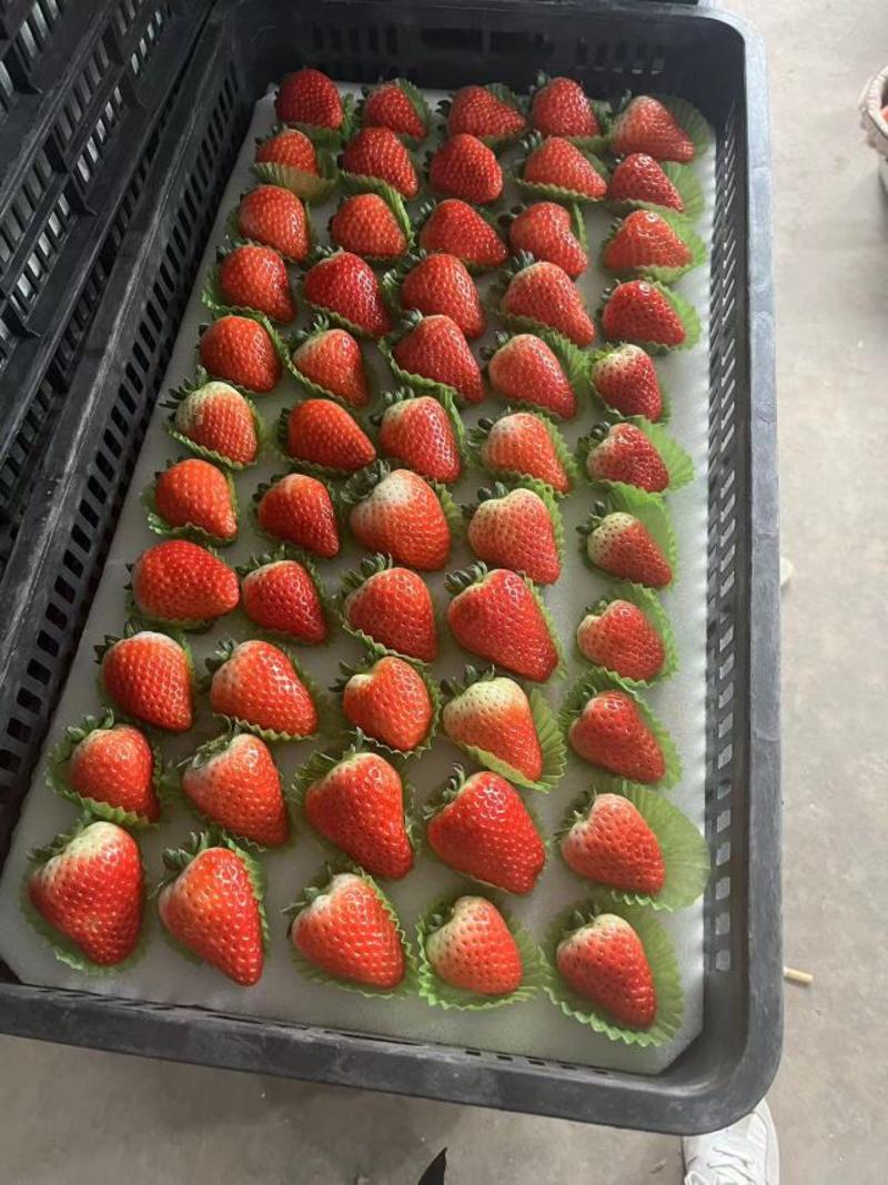 徐州草莓甜草莓宁玉草莓产地直发货源稳定对接全国市场