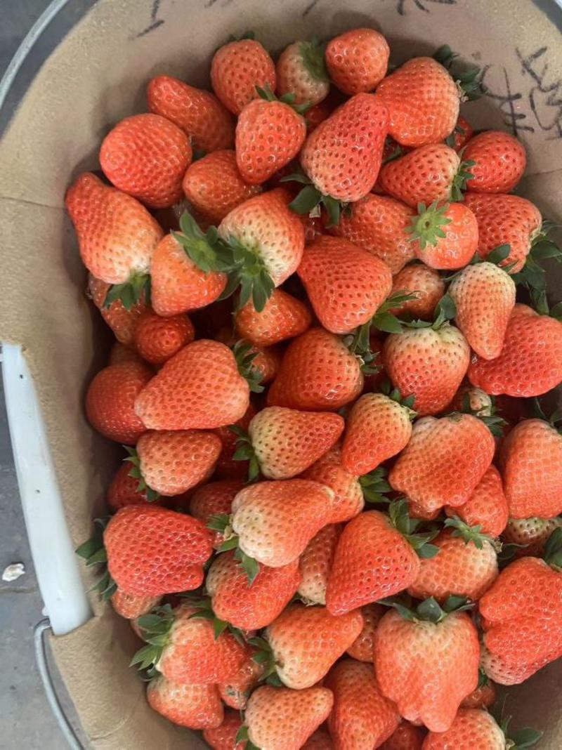 徐州草莓甜草莓宁玉草莓产地直发货源稳定对接全国市场