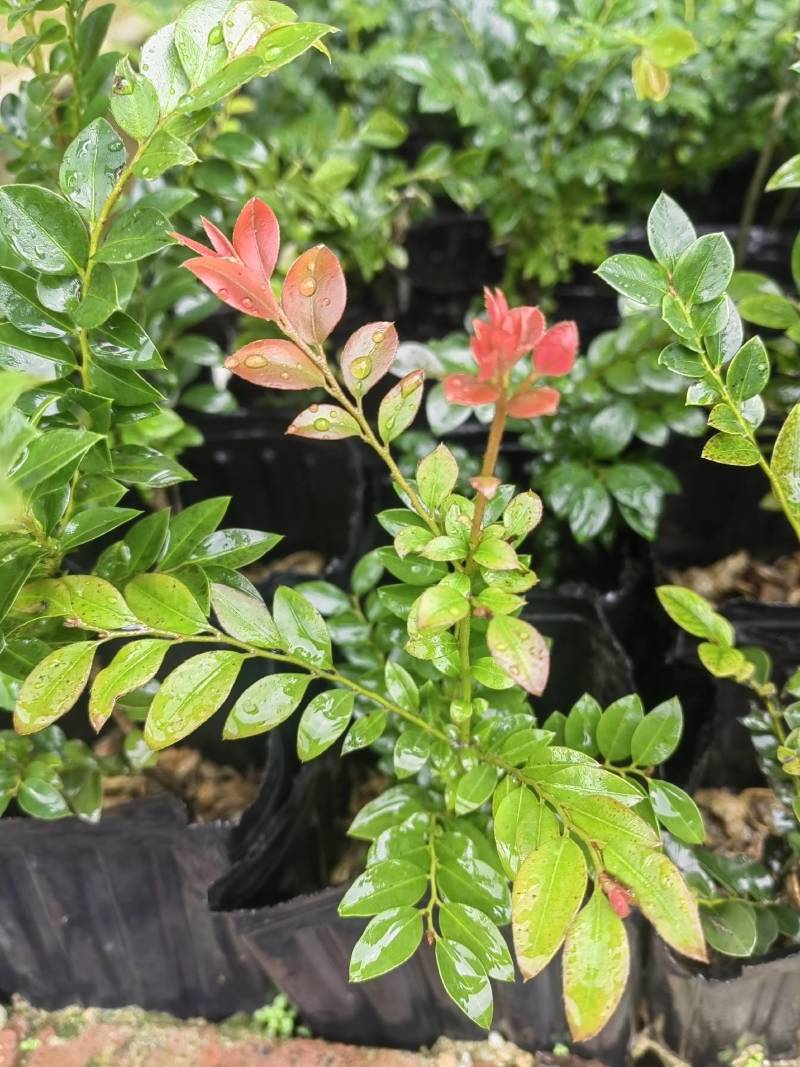 小叶紫檀（黑骨茶）有需要打我联系，优惠出货。