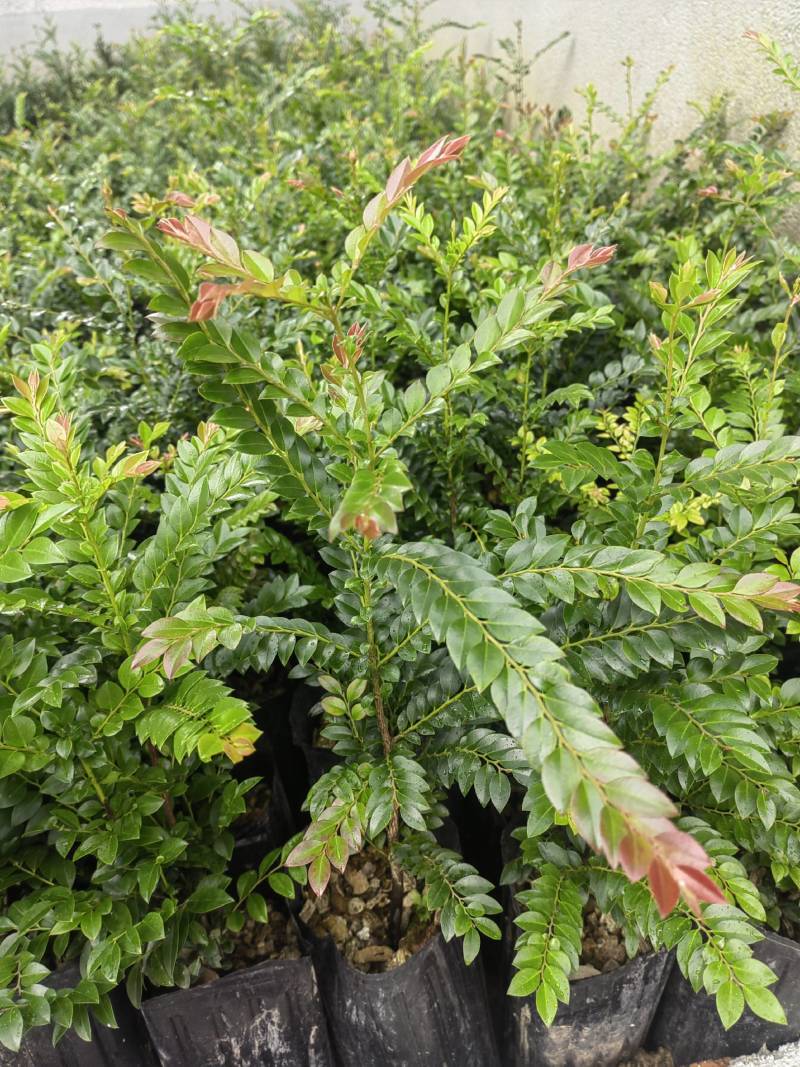 小叶紫檀（黑骨茶）有需要打我联系，优惠出货。