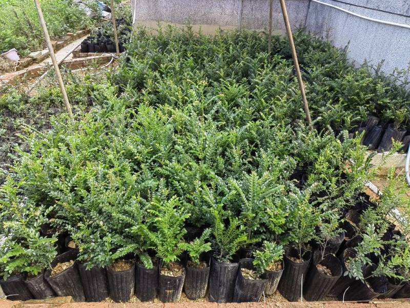 小叶紫檀（黑骨茶）有需要打我联系，优惠出货。