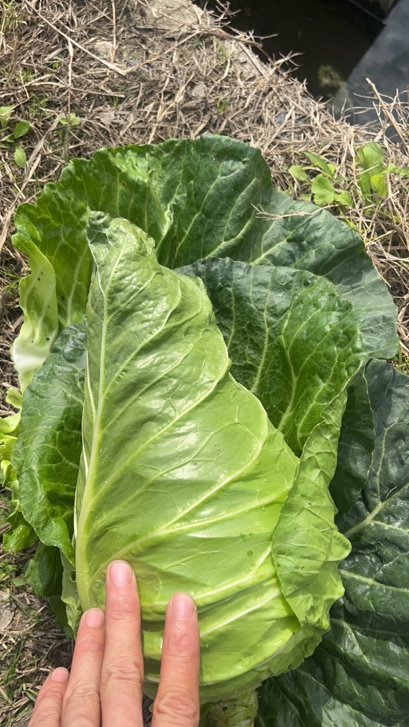 四川鸡心白牛心菜