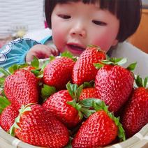 河南甄选红颜草莓自家果园草莓基地品质保证可视频