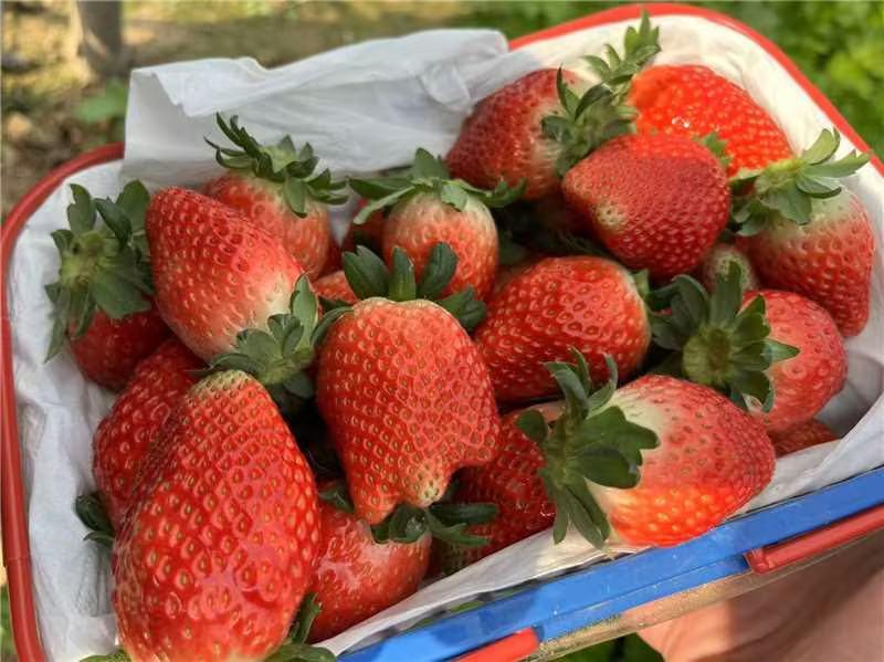 河南甄选红颜草莓自家果园草莓基地品质保证可视频看货