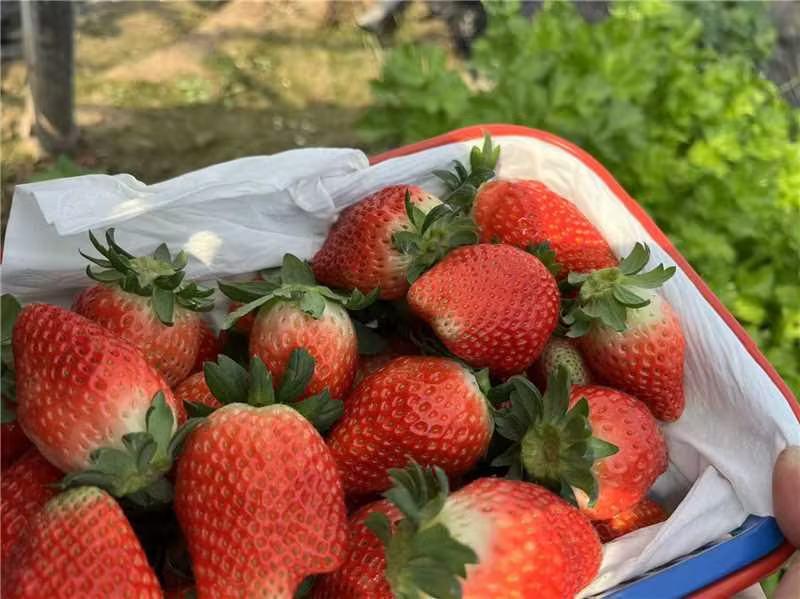河南甄选红颜草莓自家果园草莓基地品质保证可视频看货