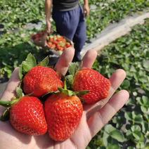 河南妙香草莓品质保证产地直发可视频欢迎咨询