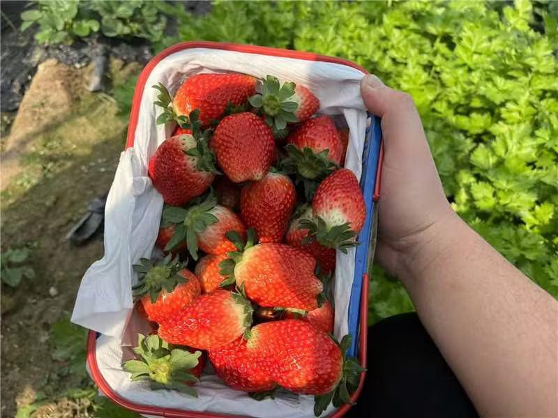河南妙香草莓品质保证产地直发可视频看货欢迎咨询