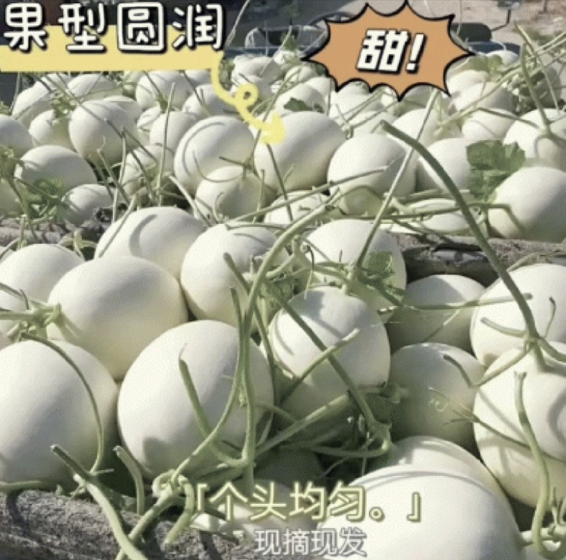海南哈密瓜玉菇可对接市场社区团购，各大超市当口等