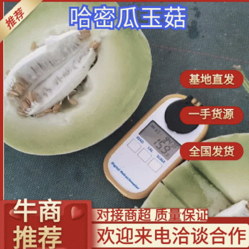 海南哈密瓜玉菇可对接市场社区团购，各大超市当口等