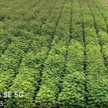 青钱柳，摇钱树，麻柳，