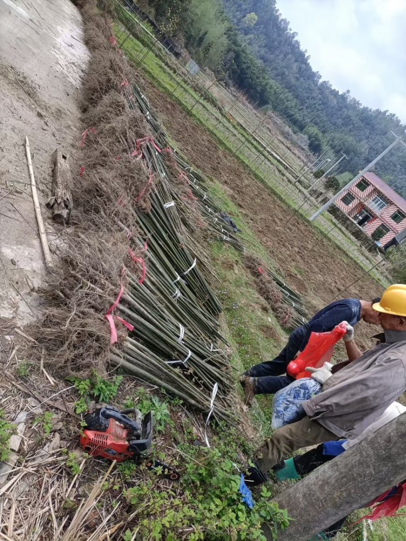 青钱柳，摇钱树，麻柳，