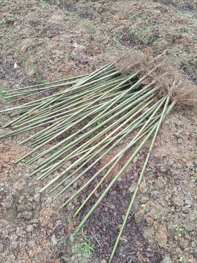 青钱柳，摇钱树，麻柳，