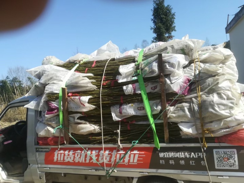 青钱柳，摇钱树，麻柳，