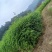 青钱柳，摇钱树，麻柳，
