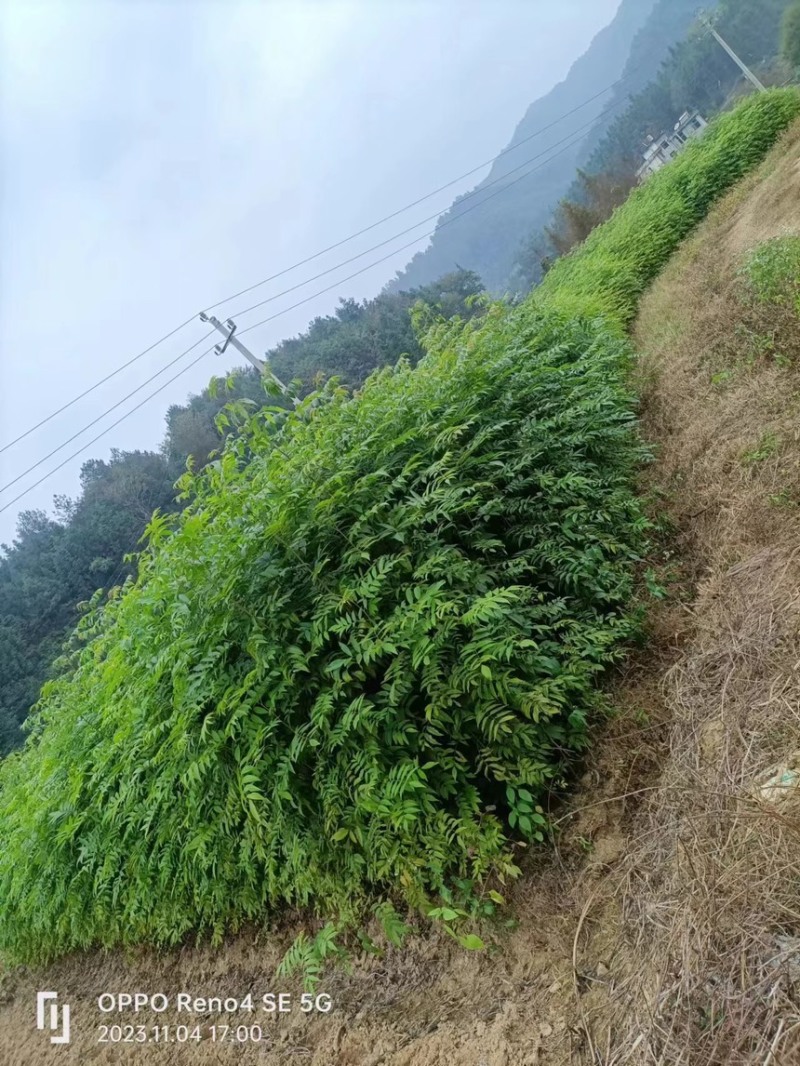 青钱柳，摇钱树，麻柳，