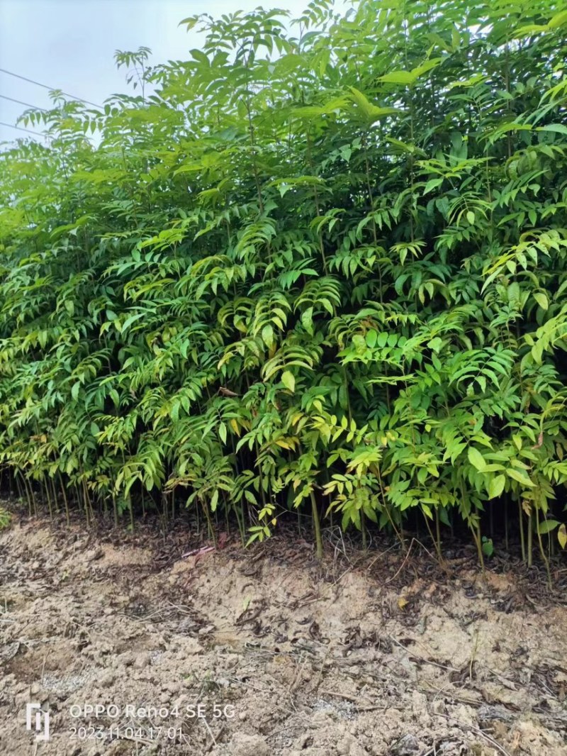 青钱柳，摇钱树，麻柳，