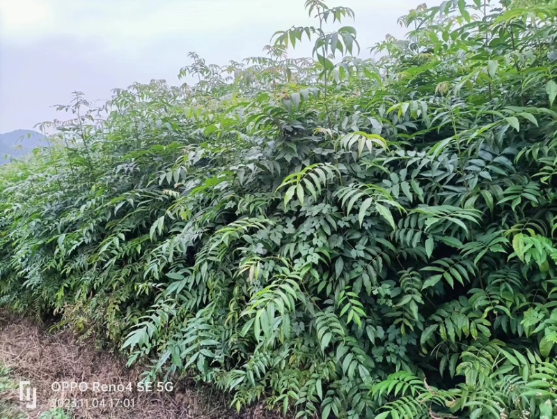 青钱柳，摇钱树，麻柳，