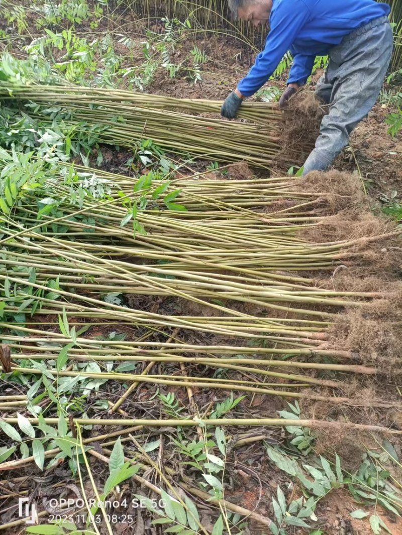 青钱柳，摇钱树，麻柳，