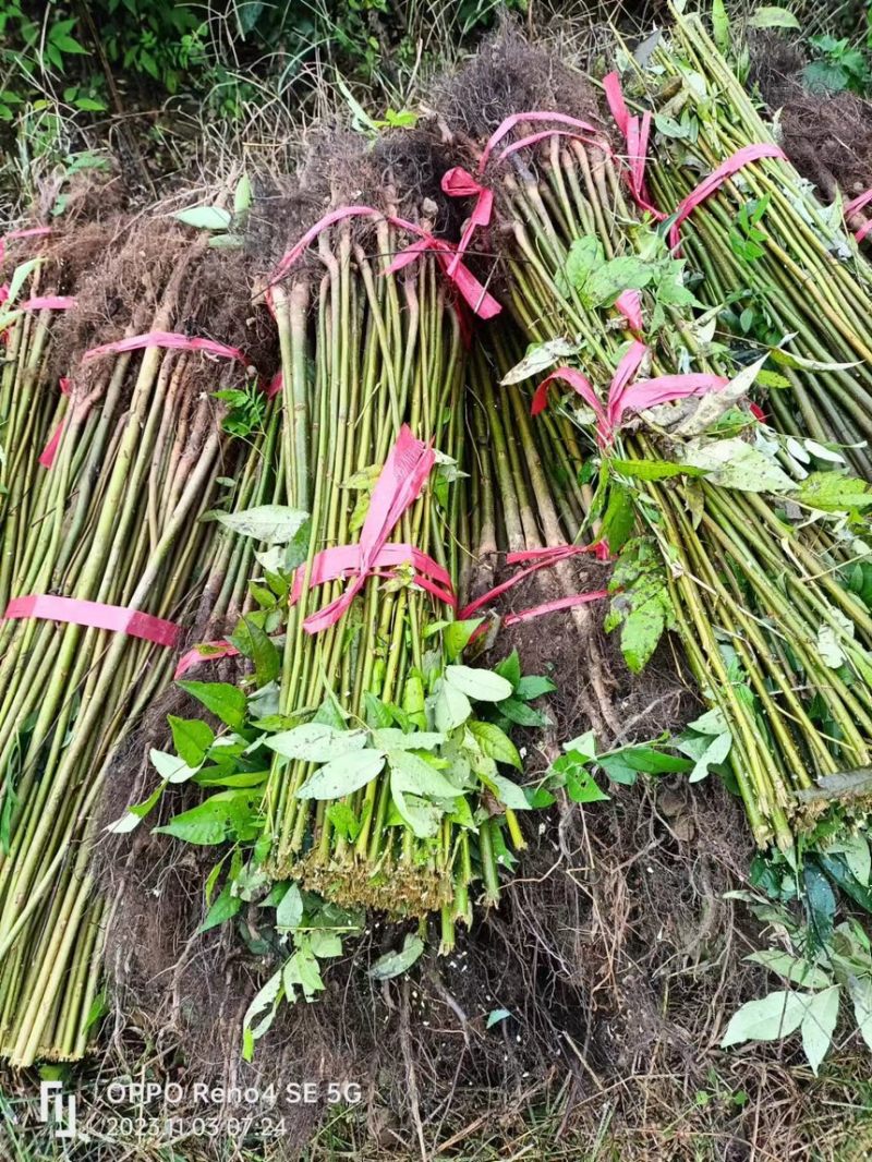 青钱柳，摇钱树，麻柳，