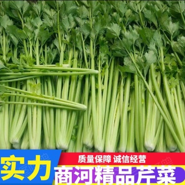 山东精品芹菜万亩芹菜大量上市中色泽鲜艳代加工包装