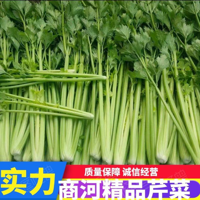 山东精品芹菜万亩芹菜大量上市中色泽鲜艳代加工包装