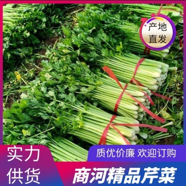 山东精品芹菜大量上市货源稳定欢迎全国客户订购