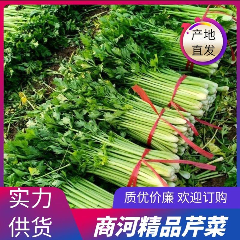 山东精品芹菜大量上市货源稳定欢迎全国客户订购