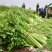山东精品芹菜大量上市货源稳定欢迎全国客户订购