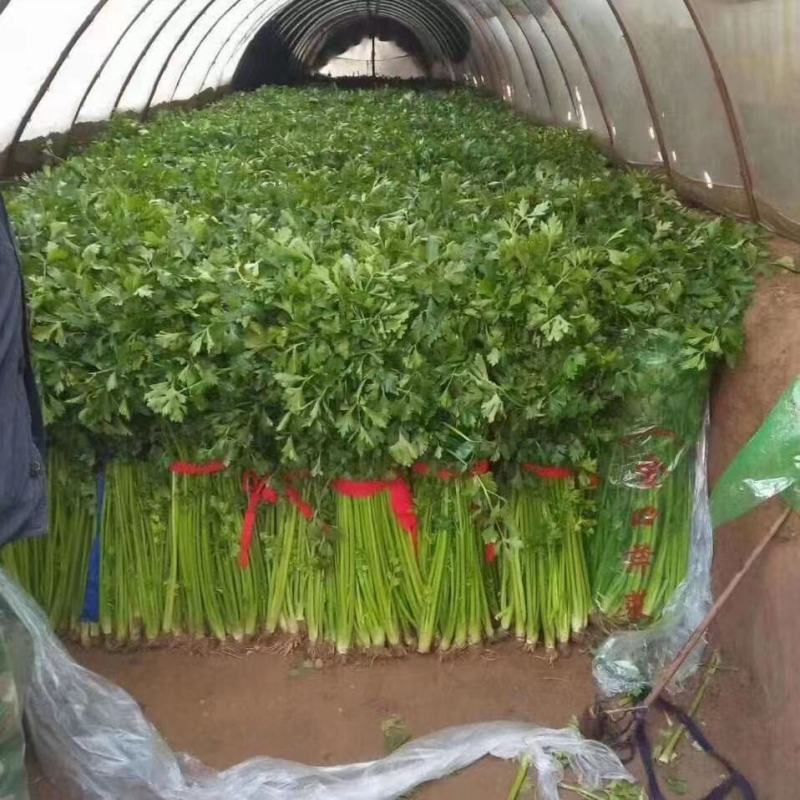 山东精品芹菜大量上市货源稳定欢迎全国客户订购