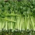 山东精品芹菜大量上市货源稳定欢迎全国客户订购